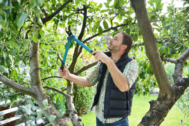 Best Fruit Tree Pruning  in USA